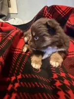 Brownie, a female Pomeranian for sale in Santa Ana, CA – Photo 7 of 10