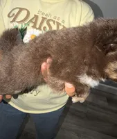 Brownie, a female Pomeranian for sale in Santa Ana, CA – Photo 8 of 10