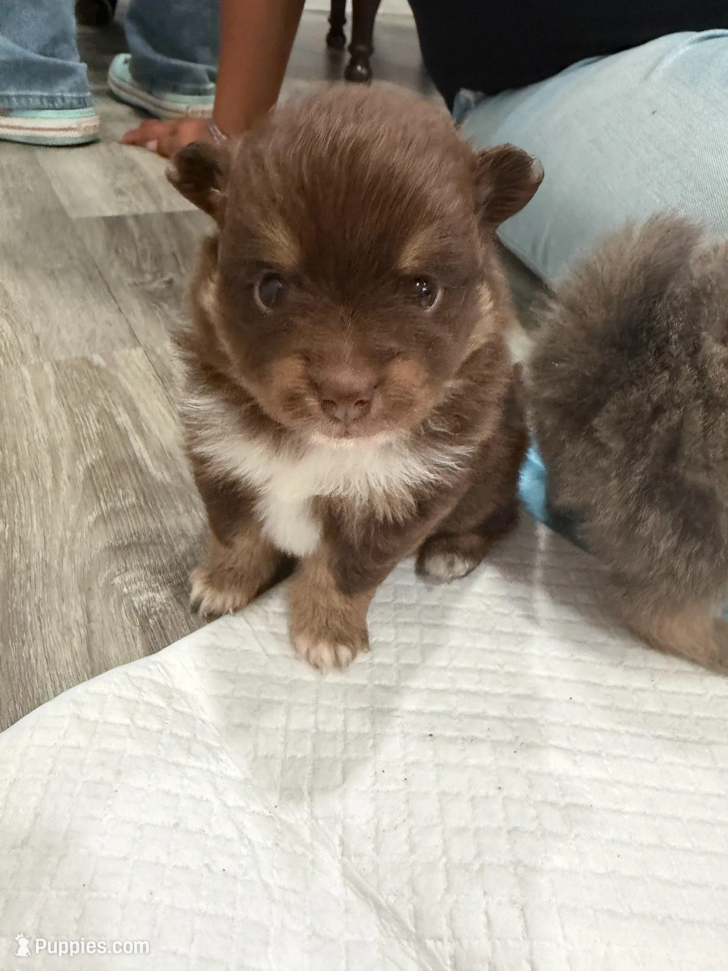 Brownie, a female Pomeranian for sale in Santa Ana, CA – Photo 1 of 10