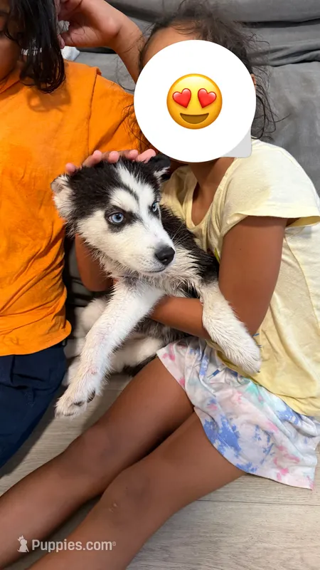 Muffin  – Siberian Husky puppy for sale in Miami, FL