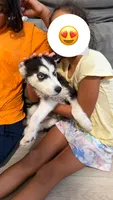 Muffin , a female Siberian Husky for sale in Miami, FL – 1 of 1