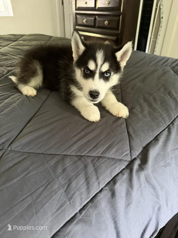 Fluffy – Siberian Husky puppy for sale in Miami, FL