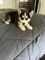 Fluffy, a male Siberian Husky for sale in Miami, FL – 1 of 1