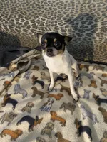 Cuddles, a female Chihuahua and Japanese Chin for sale in York, PA – Photo 2 of 8