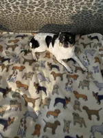 Cuddles, a female Chihuahua and Japanese Chin for sale in York, PA – Photo 6 of 8