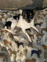 Cuddles, a female Chihuahua and Japanese Chin for sale in York, PA – Photo 1 of 8