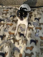 Cuddles, a female Chihuahua and Japanese Chin for sale in York, PA – Photo 7 of 8