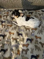 Cuddles, a female Chihuahua and Japanese Chin for sale in York, PA – Photo 5 of 8