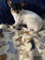 Cuddles, a female Chihuahua and Japanese Chin for sale in York, PA – Photo 8 of 8