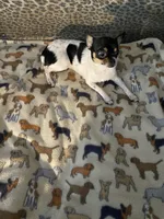 Cuddles, a female Chihuahua and Japanese Chin for sale in York, PA – Photo 4 of 8