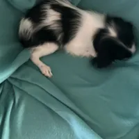 Sebastian, a male Japanese Chin for sale in York, PA – Photo 3 of 4