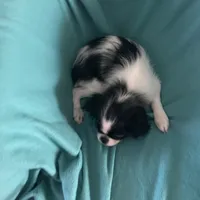 Sebastian, a male Japanese Chin for sale in York, PA – Photo 4 of 4