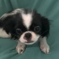 Sebastian, a male Japanese Chin for sale in York, PA – Photo 1 of 4