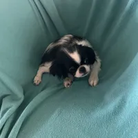 Sebastian, a male Japanese Chin for sale in York, PA – Photo 2 of 4