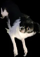 Misty, a female Chihuahua and Japanese Chin for sale in York, PA – Photo 3 of 3