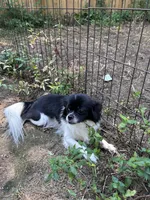 Misty, a female Chihuahua and Japanese Chin for sale in York, PA – Photo 2 of 3