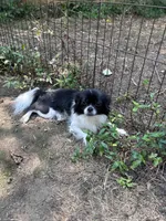 Misty, a female Chihuahua and Japanese Chin for sale in York, PA – Photo 1 of 3