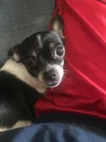 Petunia, a female Chihuahua for sale in York, PA – Photo 3 of 3