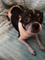 Petunia, a female Chihuahua for sale in York, PA – Photo 2 of 3