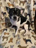 Petunia, a female Chihuahua for sale in York, PA – Photo 1 of 3