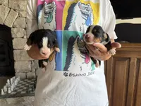 Gemma, a female Bernese Mountain Dog for sale in Bixby, OK – 2 of 2