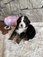 Topaz, a female Bernese Mountain Dog for sale in Bixby, OK – 2 of 5