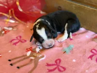 Starbright-Pending, a female Bernedoodle for sale in Bixby, OK – Photo 8 of 10