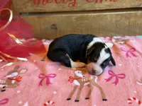Starbright-Pending, a female Bernedoodle for sale in Bixby, OK – Photo 9 of 10