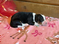 Starbright-Pending, a female Bernedoodle for sale in Bixby, OK – Photo 5 of 10