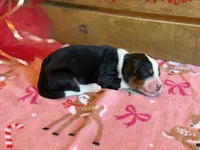 Starbright-Pending, a female Bernedoodle for sale in Bixby, OK – Photo 1 of 10