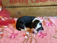 Starbright-Pending, a female Bernedoodle for sale in Bixby, OK – Photo 2 of 10