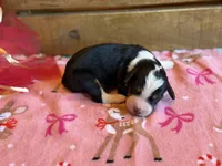 Starbright-Pending, a female Bernedoodle for sale in Bixby, OK – Photo 4 of 10