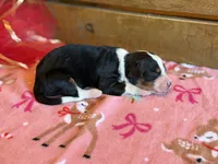 Starbright-Pending, a female Bernedoodle for sale in Bixby, OK – Photo 7 of 10