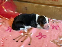 Starbright-Pending, a female Bernedoodle for sale in Bixby, OK – Photo 3 of 10