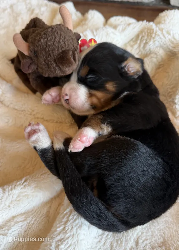 Dozer – Bernese Mountain Dog puppy for sale in Bixby, OK