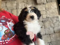 Star, a female Bernedoodle for sale in Bixby, OK – Photo 1 of 10