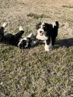 Star, a female Bernedoodle for sale in Bixby, OK – Photo 3 of 10