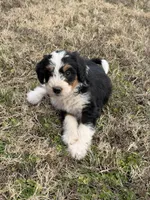 Star, a female Bernedoodle for sale in Bixby, OK – Photo 8 of 10
