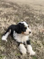 Star, a female Bernedoodle for sale in Bixby, OK – Photo 6 of 10