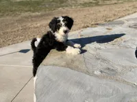 Star, a female Bernedoodle for sale in Bixby, OK – Photo 10 of 10