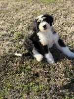 Star, a female Bernedoodle for sale in Bixby, OK – Photo 4 of 10