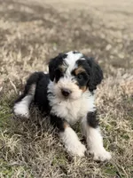 Star, a female Bernedoodle for sale in Bixby, OK – Photo 9 of 10