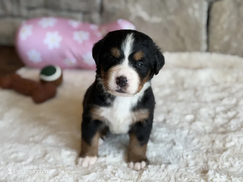 Taco – Bernese Mountain Dog puppy for sale in Bixby, OK