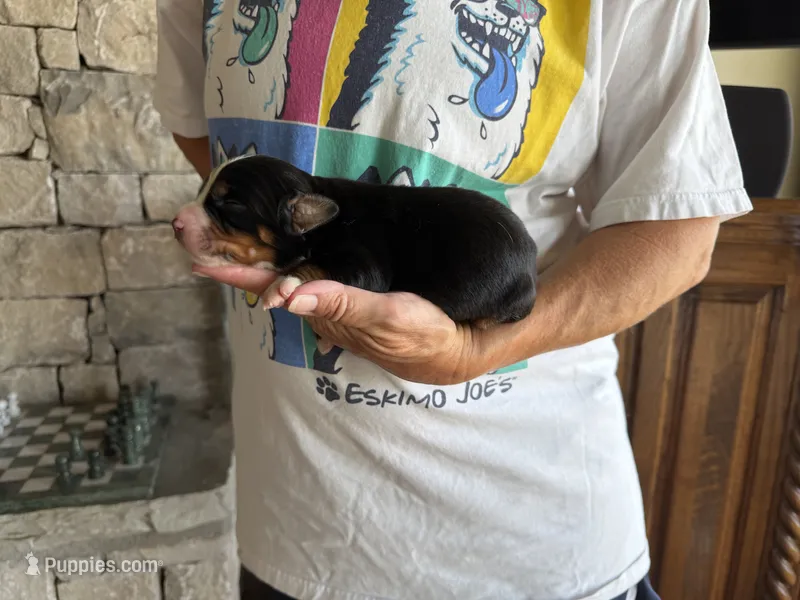 Jewels – Bernese Mountain Dog puppy for sale in Bixby, OK
