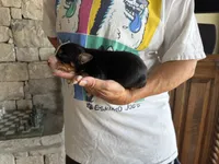 Jewels, a female Bernese Mountain Dog for sale in Bixby, OK – 1 of 2