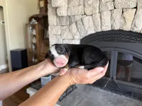 Dozer, a male Bernese Mountain Dog for sale in Bixby, OK – 4 of 4