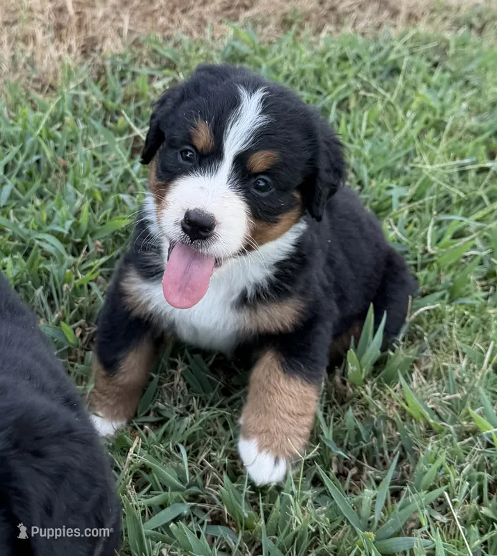 Taco – Bernese Mountain Dog puppy for sale in Bixby, OK