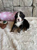 Topaz, a female Bernese Mountain Dog for sale in Bixby, OK – 5 of 5