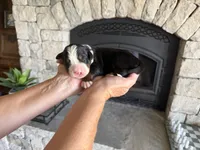 Bull, a male Bernese Mountain Dog for sale in Bixby, OK – 1 of 2