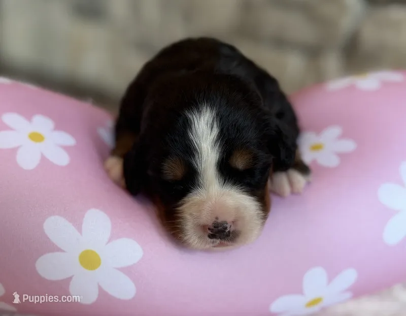 Taco – Bernese Mountain Dog puppy for sale in Bixby, OK